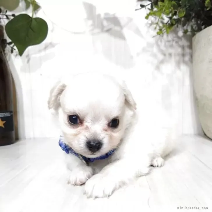 ミックス(チワワ×ポメプー)♂