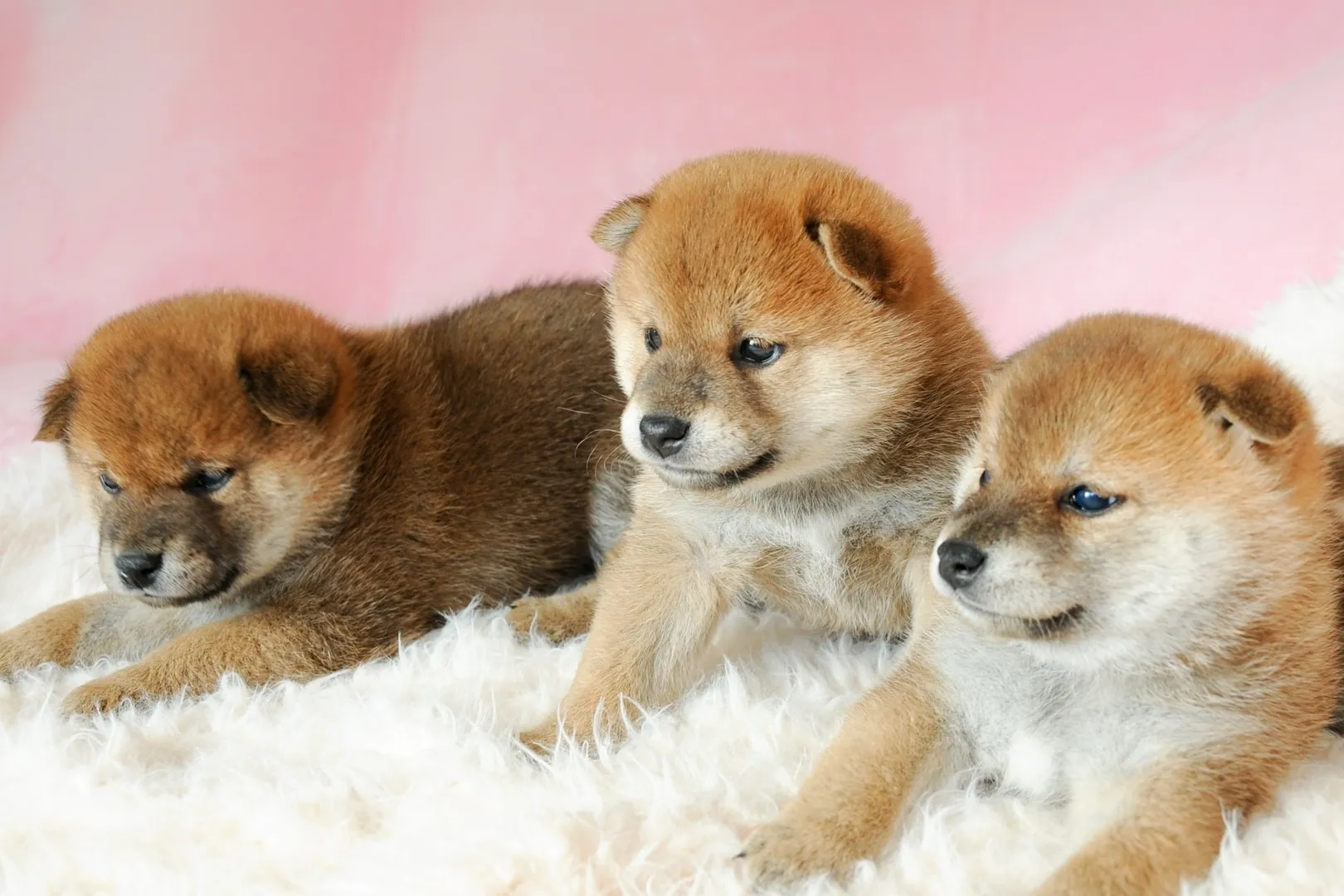 尾鷲で育つ、家族としての子犬との出会い