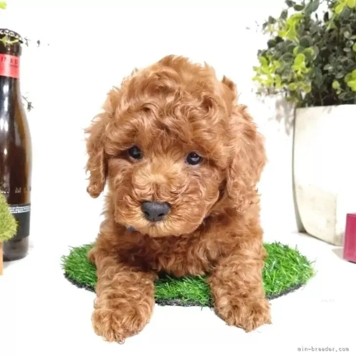 トイプードル(トイ)♂