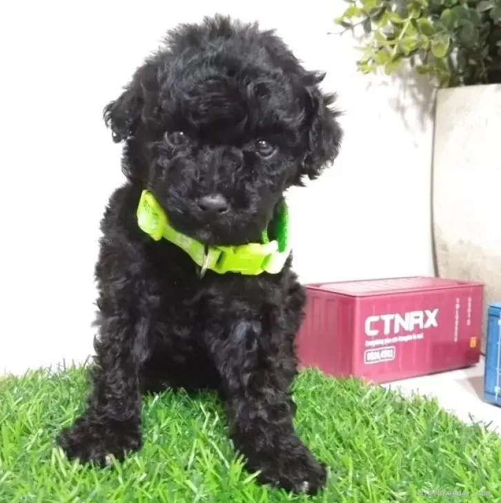 ティーカッププードル♂