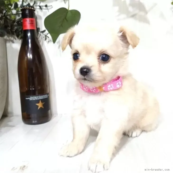 ミックス(チワワ×ポメプー)♀