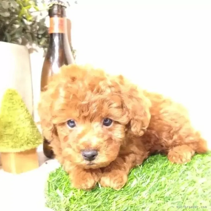 トイプードル(トイ)♂